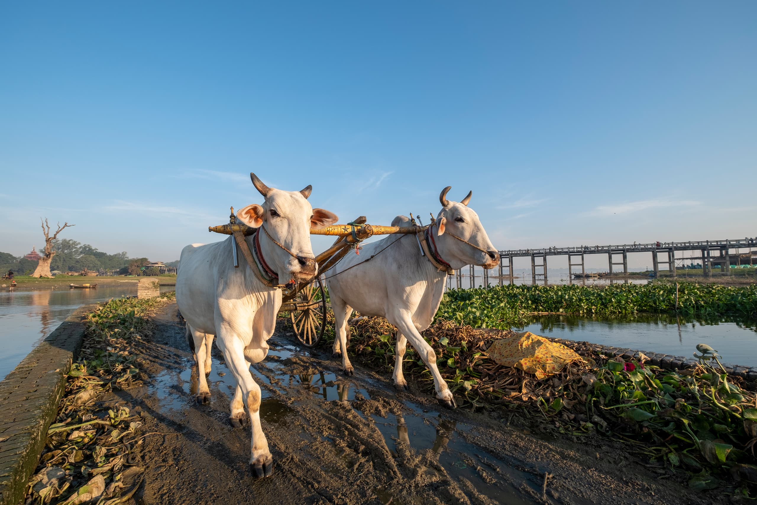White cow walking through a field