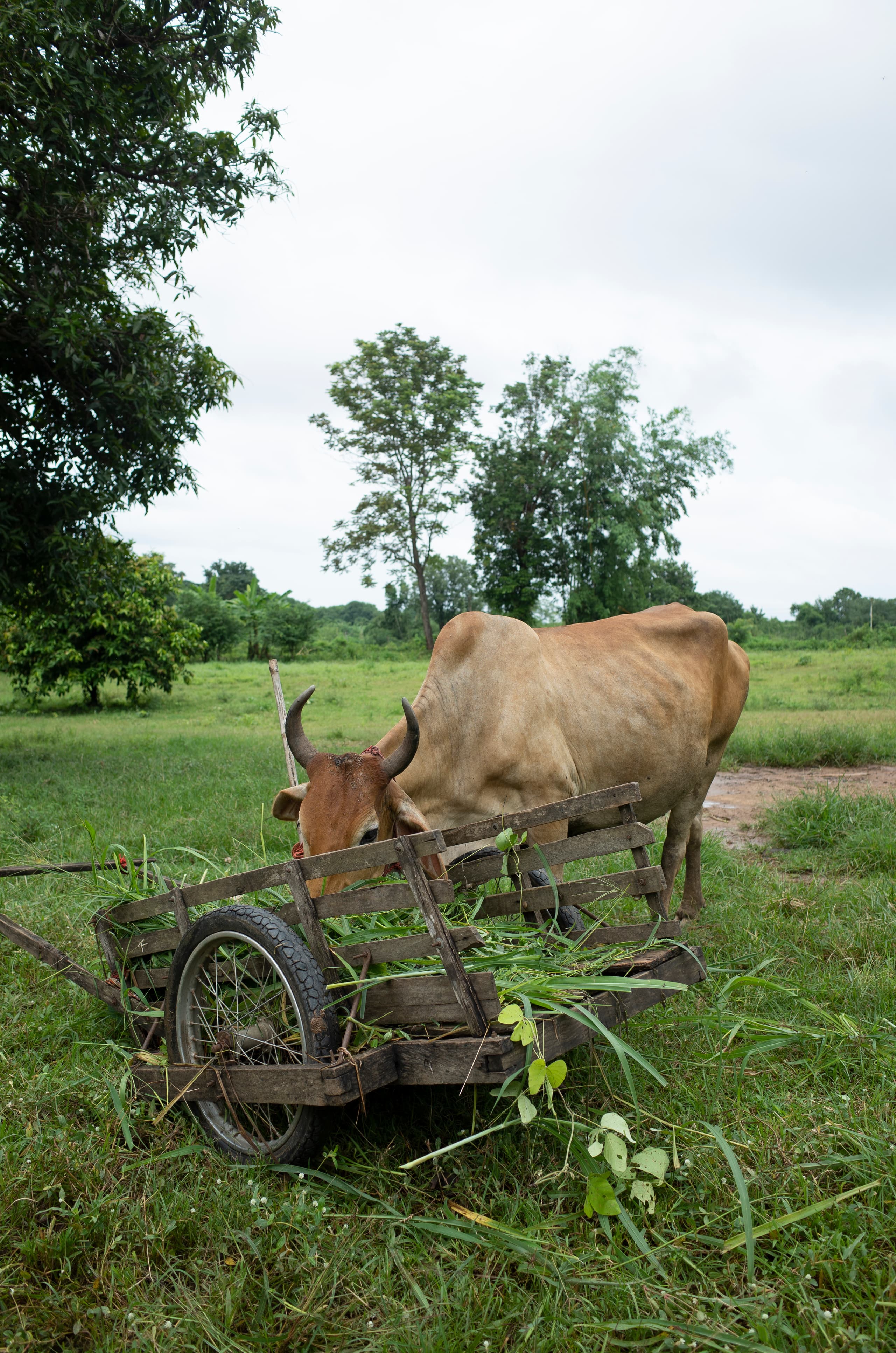 Cattle grazing in a field