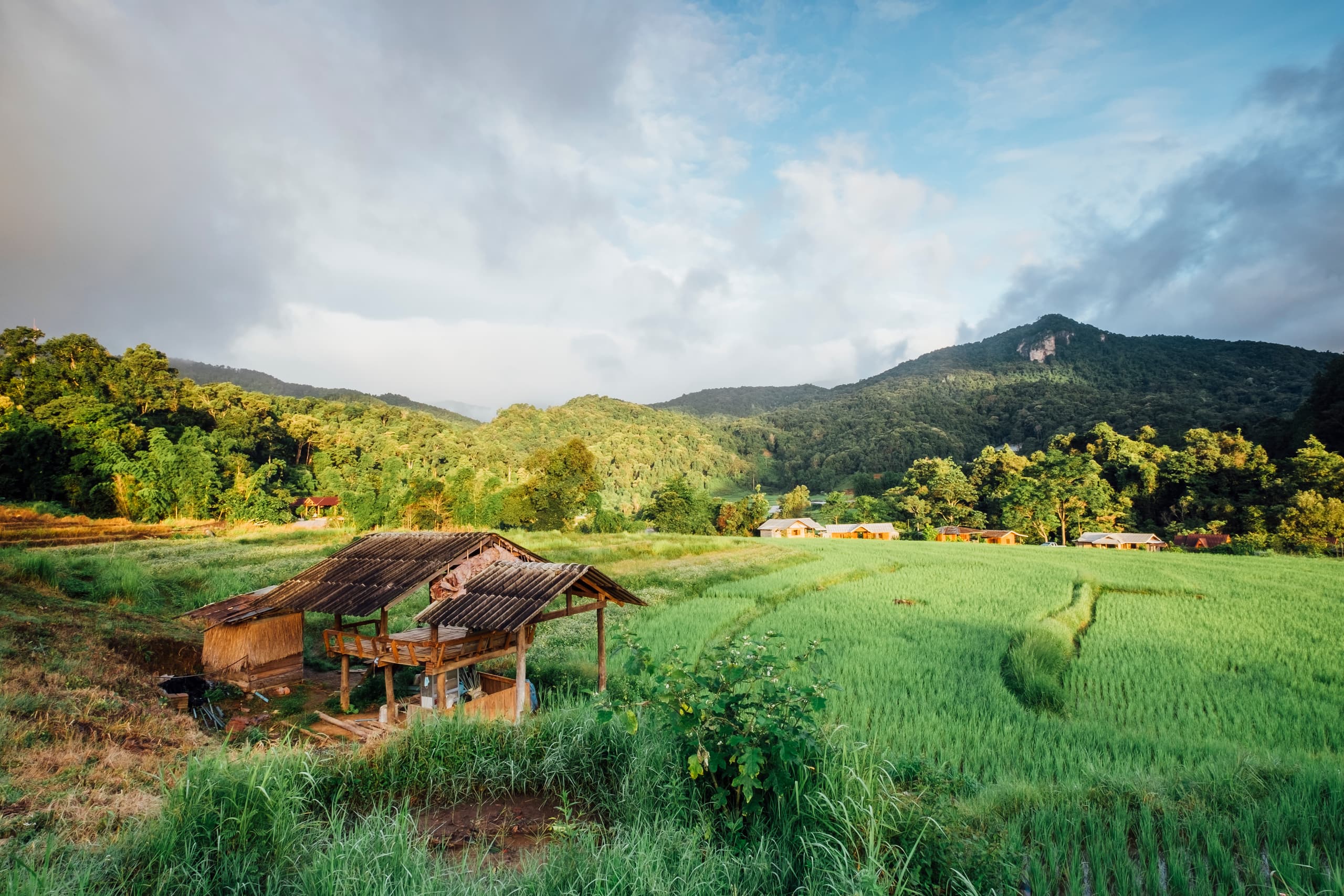 Traditional hut beside paddy field