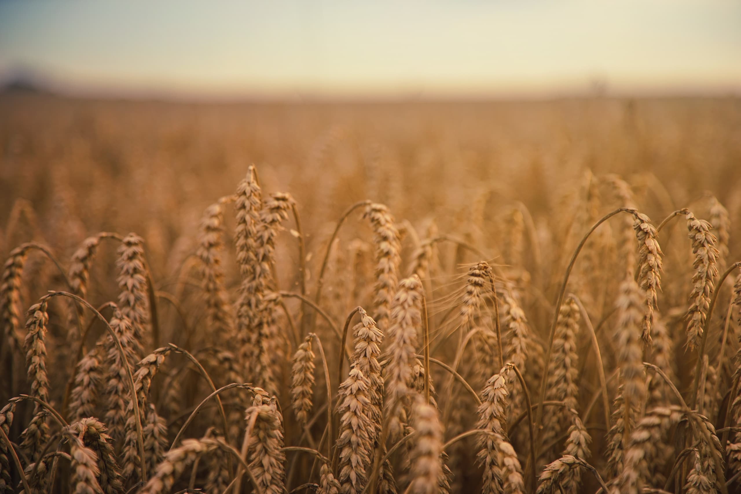 Wheat field at sunrise